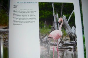 10153160_10152104925423929_44675888_n