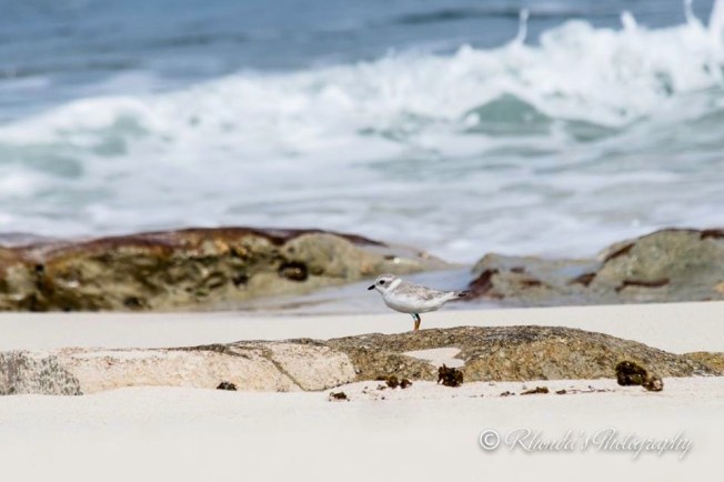 Piping Plover Tuna. Abaco. Rhonda Pearce 1