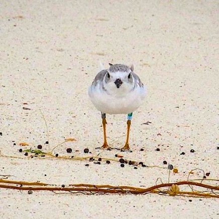 Piping Plover Tuna, banded in NJ, on Abaco 3 (Rhonda Pearce)