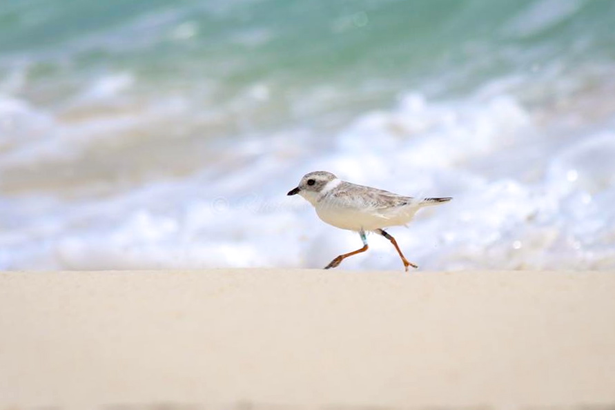Piping Plover Tuna. Abaco. Rhonda Pearce 2