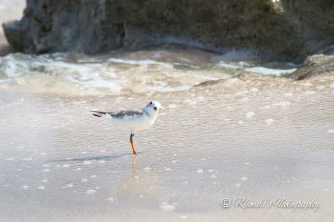 Piping Plover Tuna. Abaco. Rhonda Pearce 1