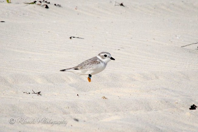 Piping Plover Tuna. Abaco. Rhonda Pearce 1