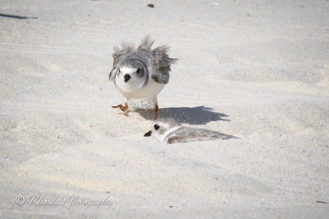 Piping Plover Tuna. Abaco. Rhonda Pearce 1