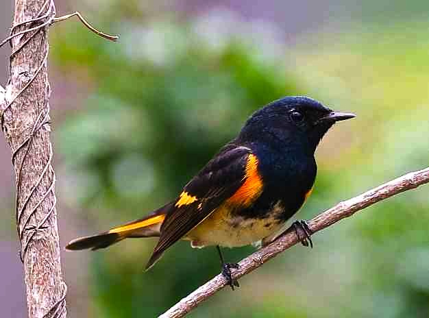 American Redstart (m) Abaco (Craig Nash)