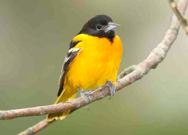 Baltimore Oriole (mdf-wiki)