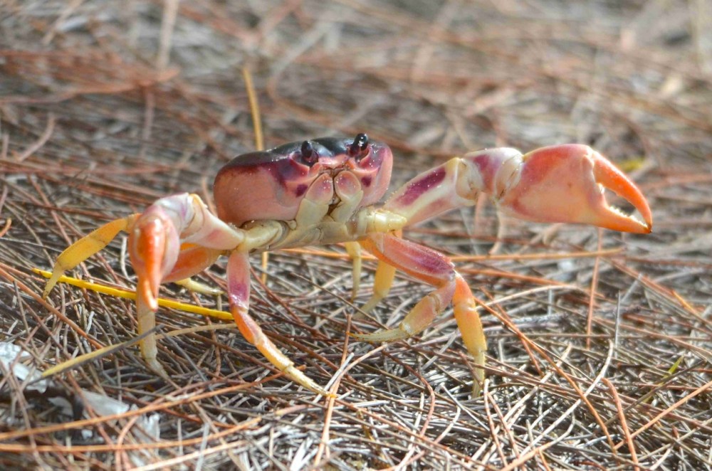 Black-backed Land Crab, Abaco 2 (Charles Skinner)