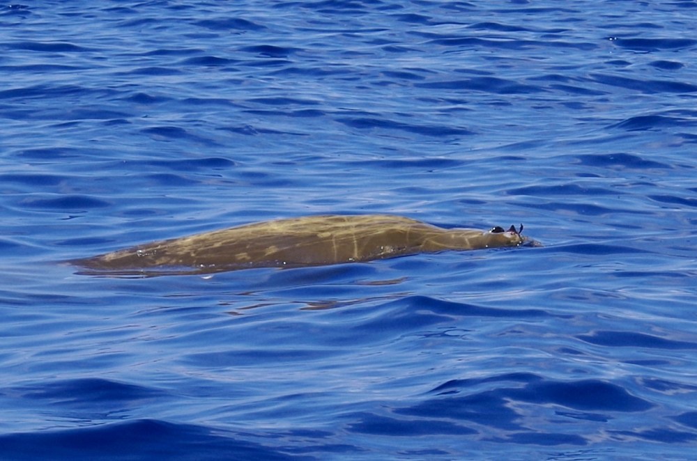 Blainville's Beaked Whale, Sandy Point, Abaco 13 (Keith Salvesen