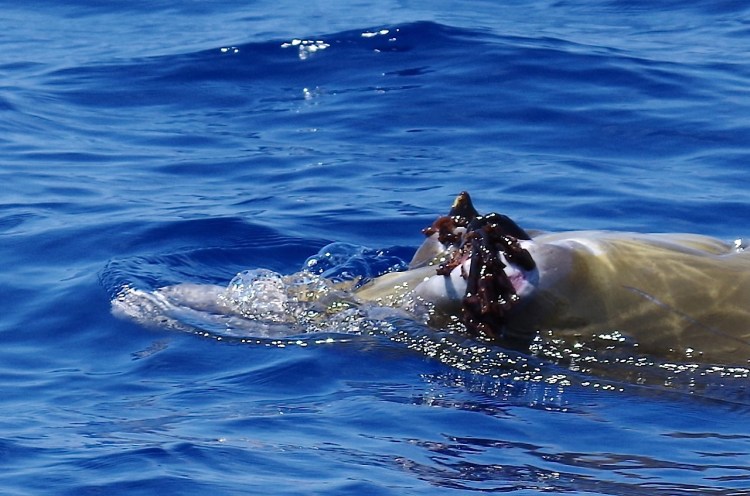 Blainville's Beaked Whale, Sandy Point, Abaco 16 (Keith Salvesen