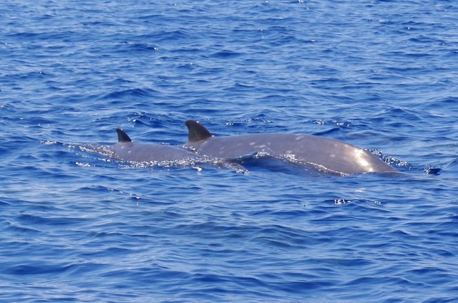 Blainville's Beaked Whale, Sandy Point, Abaco 4 (Keith Salvesen