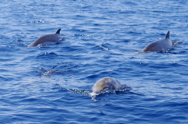 Blainville's Beaked Whale, Sandy Point, Abaco 8 (Keith Salvesen