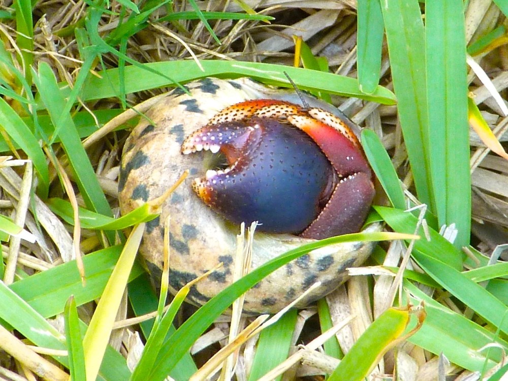 Hermit Crab in a nerite shell, Delphi Abaco (Keith Salvesen)