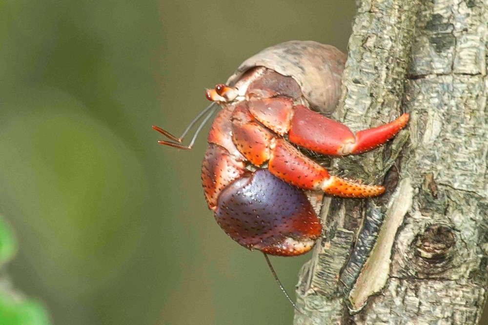 Hermit Tree Crab.Abaco Bahamas.6.13.Tom Sheley copy