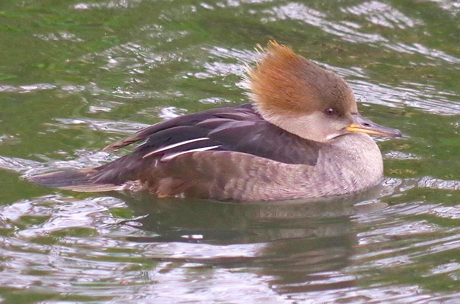 Hooded Merganser - female (Keith Salvesen WWT)