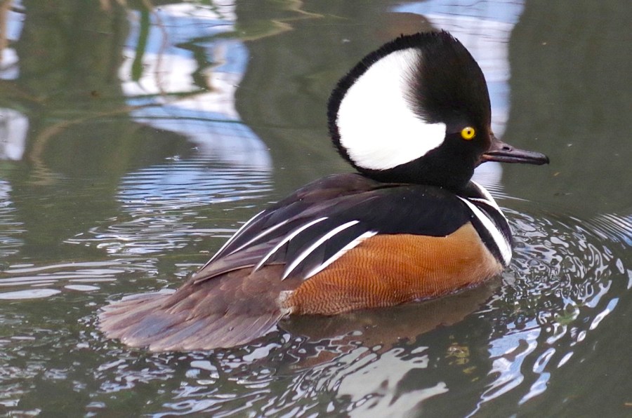 Hooded Merganser - male (Keith Salvesen WWT)
