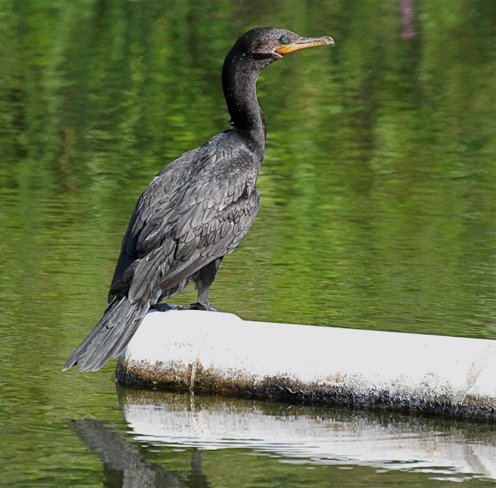 Neotropic Cormorant, Abaco 1 (Bruce Hallett)
