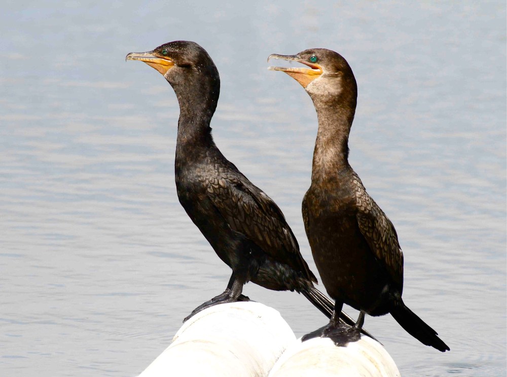 Neotropic Cormorant, Abaco 3 (Bruce Hallett)