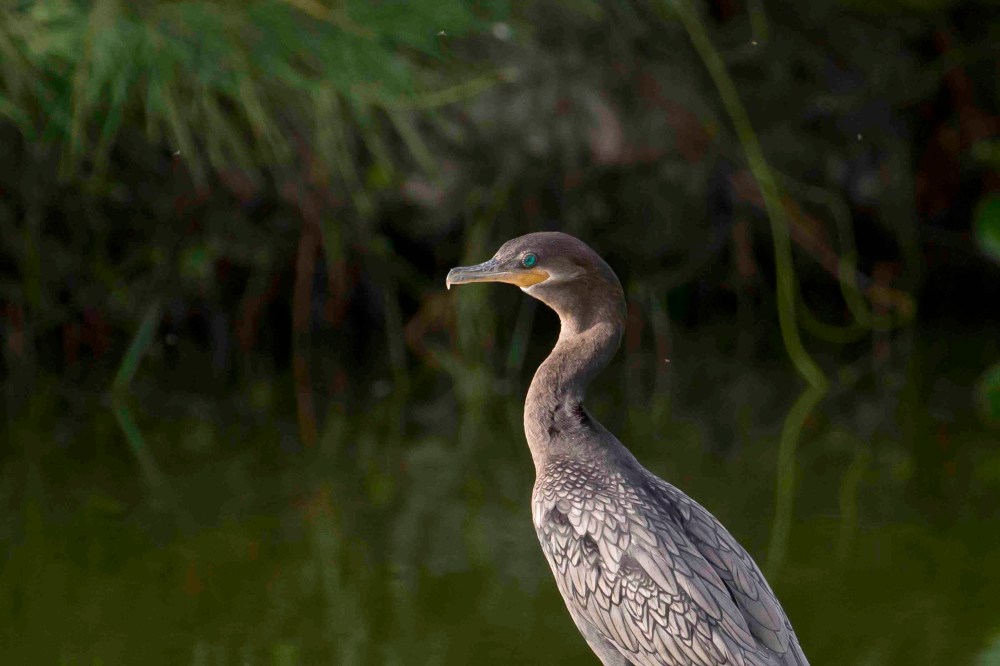 Neotropic Cormorant, Treasure Cay, Abaco 1 (Tom Sheley)
