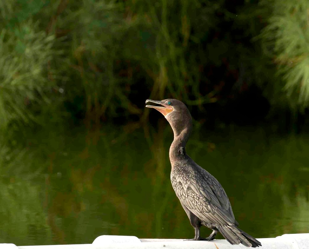 Neotropic Cormorant, Treasure Cay, Abaco 2 (Tom Sheley)