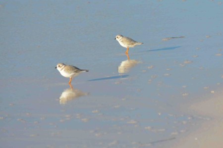 PiPl 5x WB 23.10.15 min