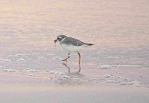 PiPl l band wb 22.10.15 b - V2 copy