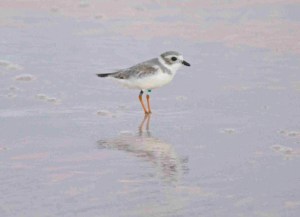 PiPl r band wb 22.10.15 b V2 copy