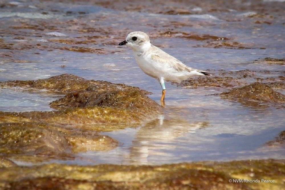 Piping Plover on Abaco Bahamas (Rhonda Pearce)