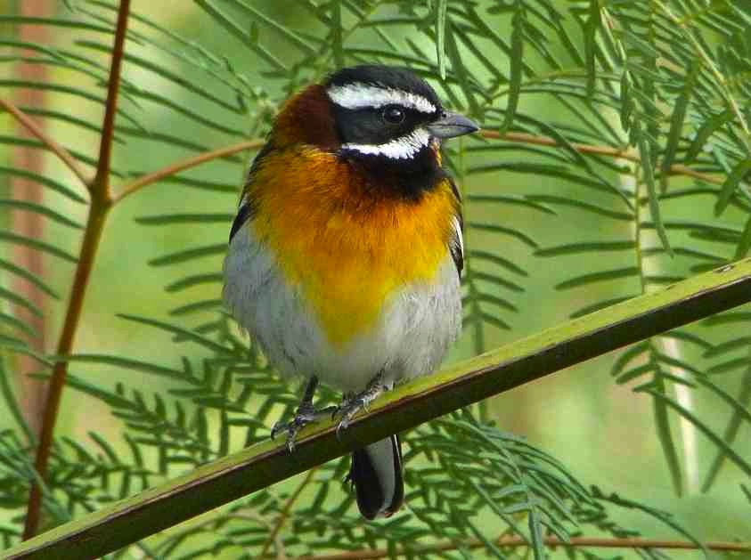 Western Spindalis, Delphi, Abaco (Keith Salvesen)