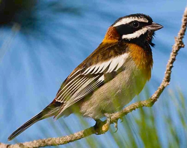 Western Spindalis, Abaco (Craig Nash)
