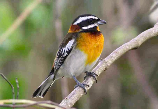 Western Spindalis (m) Abaco (Gerlinde Taurer)