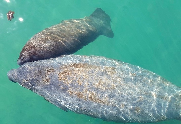 Gina the Bahamas manatee and her calf (Junea Pinder / BMMRO)