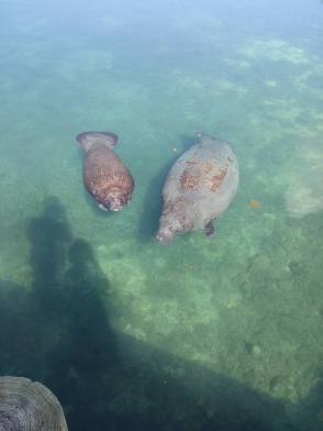 12108239_1042928735739091_6064773734031487371_n