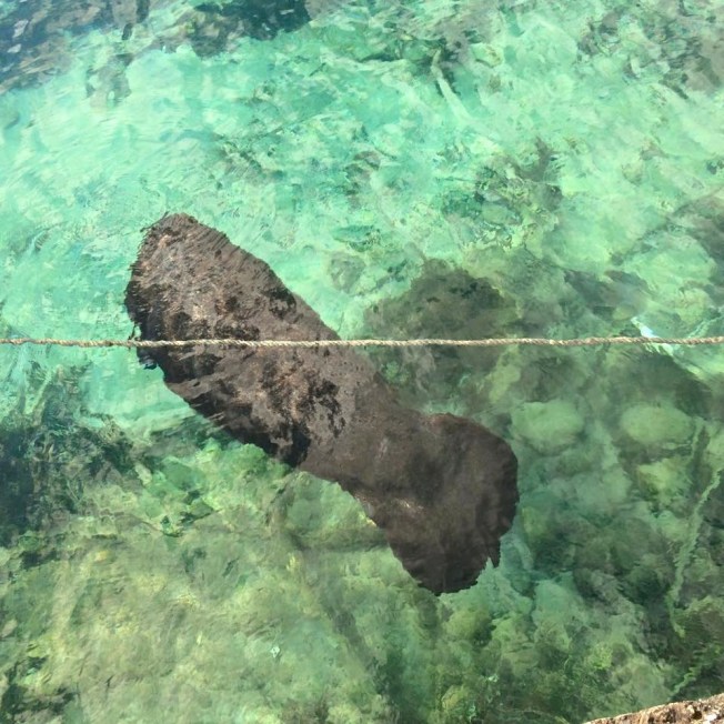 12188935_10156306821645195_3509772562942760375_n