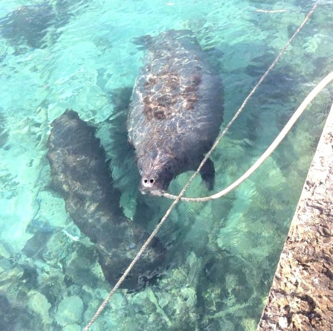 12219637_10156306821330195_1471887362053804519_n