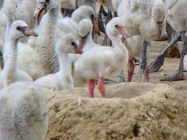 Flamingos & Chicks, Inagua (Melissa Maura)