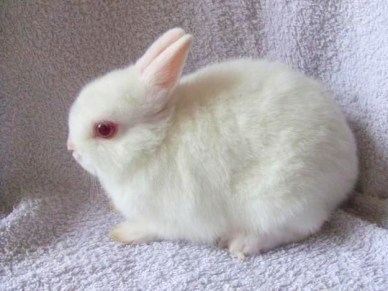 Albino Rabbit (pinterest)