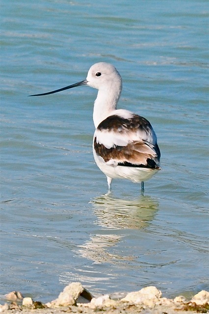 American Avocet, Bahamas 1 (Tony Hepburn)