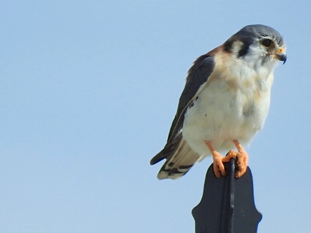 American Kestrel, West End Grand Bahama (Linda Barry-Cooper)