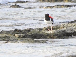American Oystercatcher, West End Grand Bahama (Linda Barry-Cooper)