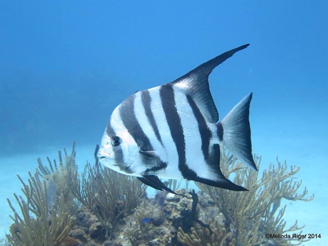 Atlantic Spadefish ©Melinda Riger @ G B Scuba copy