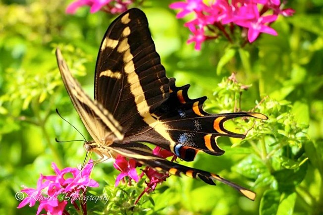 Bahama Swallowtail, Abaco (Rhonda Pearce) 2 copy