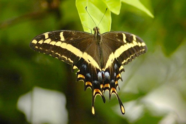 Bahama Swallowtail, Abaco (Uli Nowlan)