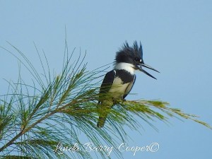 Belted Kingfisher 1Upland Sandpiper, West End Grand Bahama (Linda Barry-Cooper)