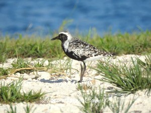 Black-bellied Plover, West End Grand Bahama (Linda Barry-Cooper)