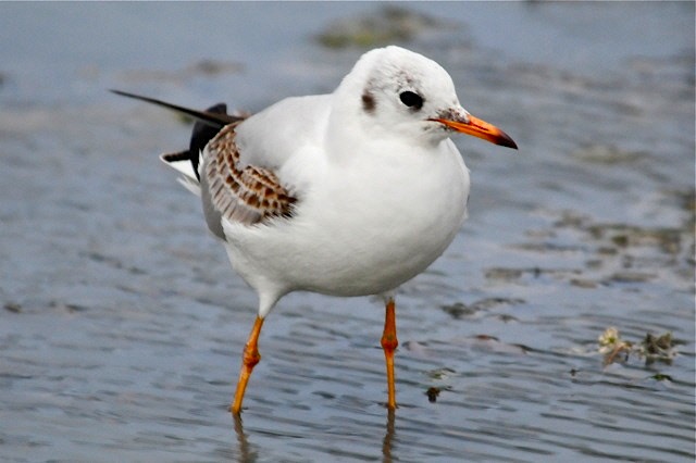 Black-headed Gull imm, New Providence (Bruce Hallett)
