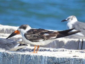 Black Skimmer, West End Grand Bahama (Linda Barry-Cooper)