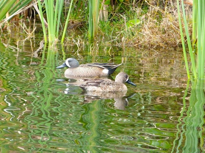 Blue-winged Teal, Abaco (Keith Salvesen)