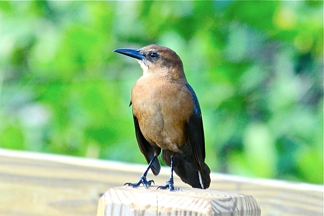 Boat-tailed Grackle (f), Nassau (Woody Bracey)