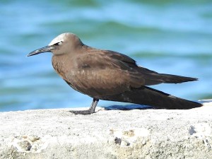 Brown Noddy, West End Grand Bahama (Linda Barry-Cooper)