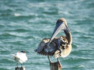 Brown Pelican, West End Grand Bahama (Linda Barry-Cooper)