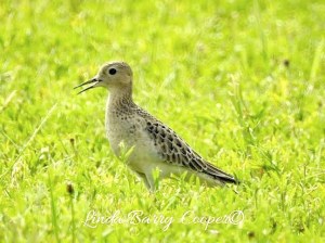 Buff-breasted Sandpiper, West End Grand Bahama (Linda Barry-Cooper)